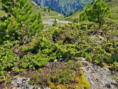 Botanikausflug ins Kaunertal Bild 4